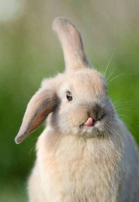 小兔兔的舌头有多大(小兔舌头的作用)