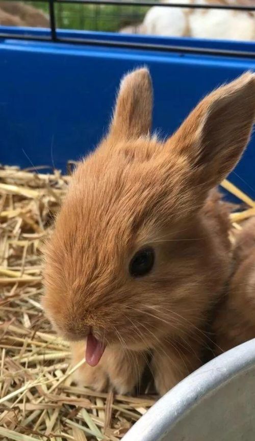 小兔兔的舌头有多大(小兔舌头的作用)