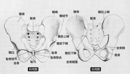 人体结构骨盆图速写简单(人的骨盆怎么画)