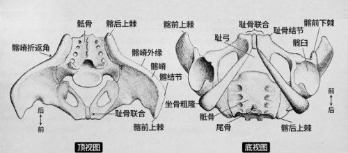 人体结构骨盆图速写简单(人的骨盆怎么画)