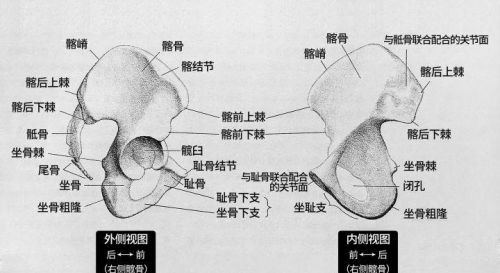 人体结构骨盆图速写简单(人的骨盆怎么画)