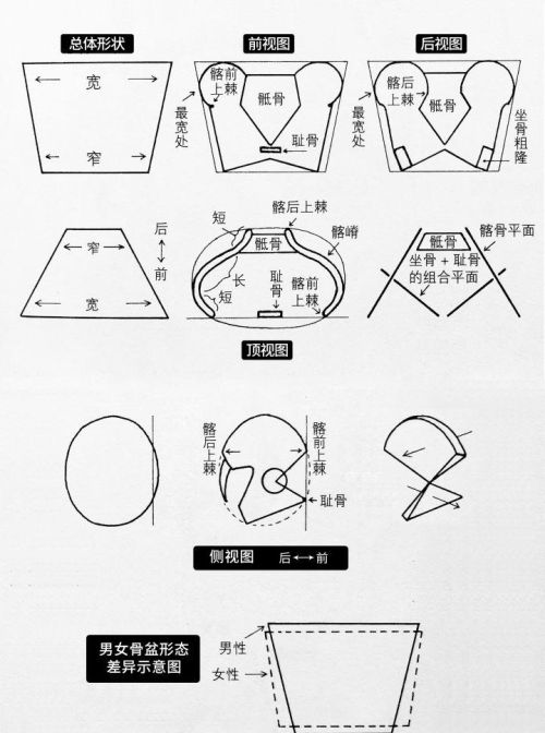 人体结构骨盆图速写简单(人的骨盆怎么画)