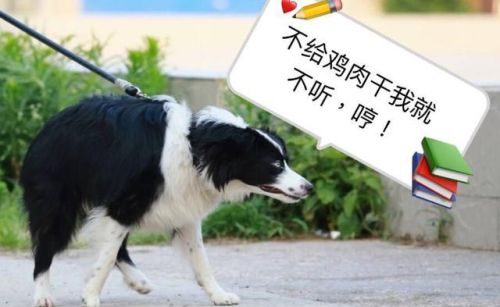 边境牧羊犬的缺点是什么(边境牧羊犬好处和坏处)