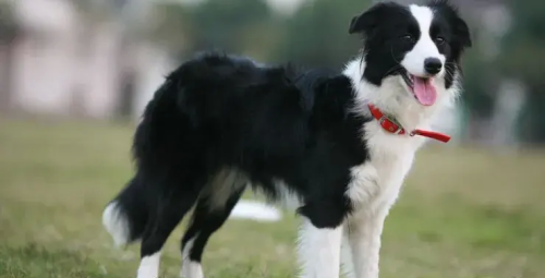 边境牧羊犬宠物介绍图片(边境牧羊犬宠物介绍大全)