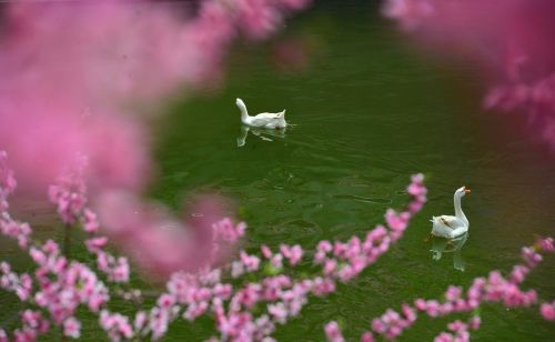 轻薄桃花逐水流全诗(轻薄桃花逐水流什么意思)