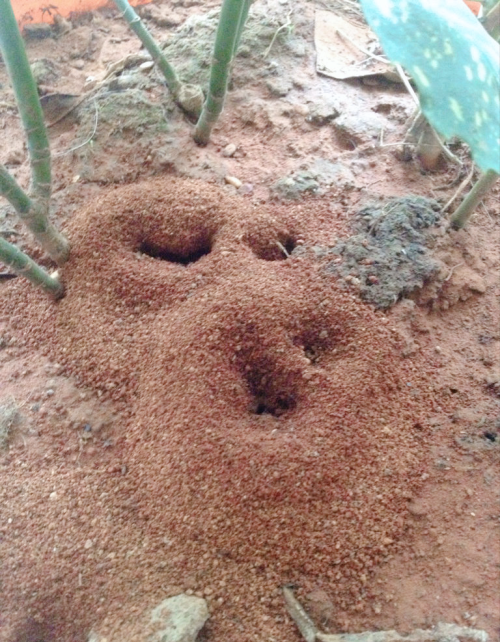 盆土中有蚂蚁用什么药杀(盆土里有蚂蚁怎么处理)