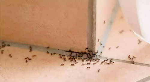 盆土中有蚂蚁用什么药杀(盆土里有蚂蚁怎么处理)