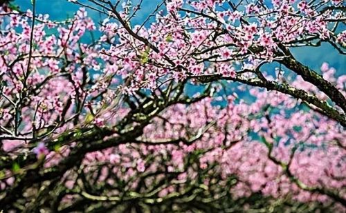 枣阳的桃花哪里好(枣阳桃花哪几个地方)