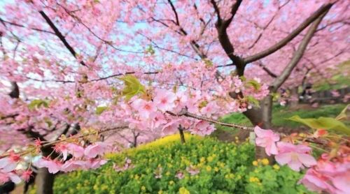 枣阳的桃花哪里好(枣阳桃花哪几个地方)