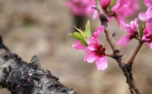 枣阳的桃花哪里好(枣阳桃花哪几个地方)