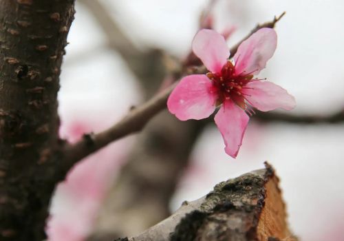 枣阳的桃花哪里好(枣阳桃花哪几个地方)