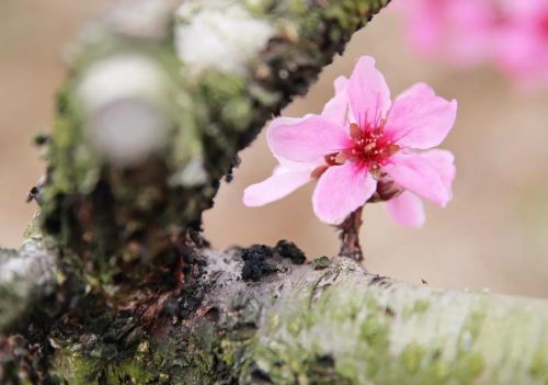 枣阳的桃花哪里好(枣阳桃花哪几个地方)