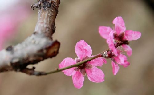 枣阳的桃花哪里好(枣阳桃花哪几个地方)