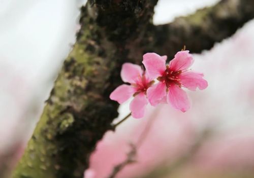 枣阳的桃花哪里好(枣阳桃花哪几个地方)