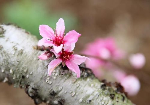 枣阳的桃花哪里好(枣阳桃花哪几个地方)