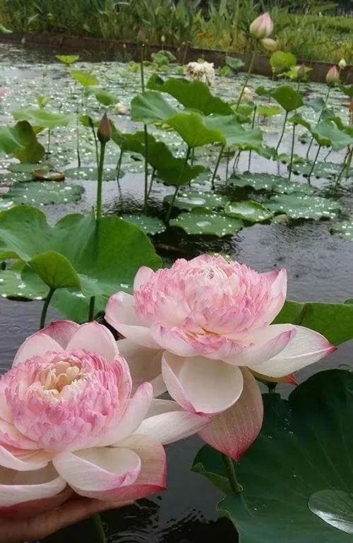 荷花图片带颜色(荷花图片大全唯美清新)