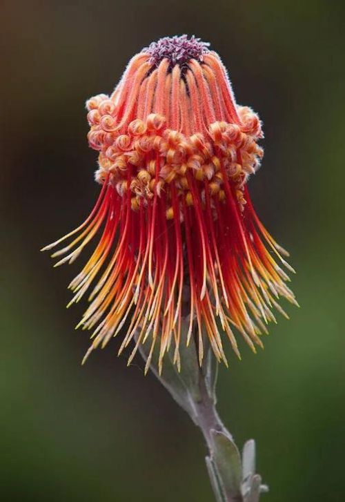 世界上罕见的20种奇花图片(世界上罕见的20种奇花有哪些)