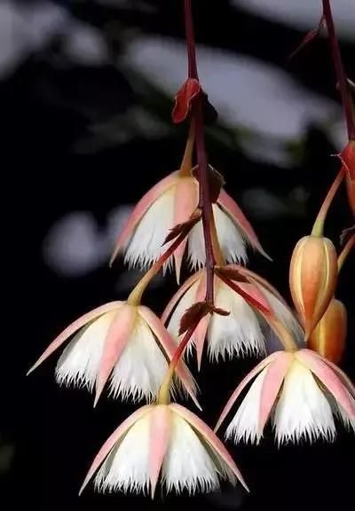 世界上罕见的20种奇花图片(世界上罕见的20种奇花有哪些)