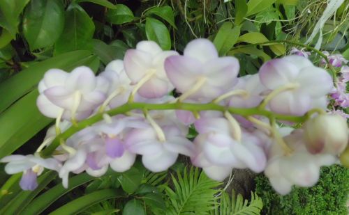 新加坡的国花,蝴蝶兰是什么(新加坡的国花,蝴蝶兰是什么花)