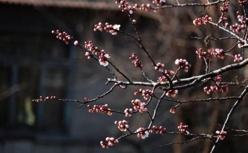 《游园不值》 叶绍翁(叶绍翁写的游园不值是什么意思)