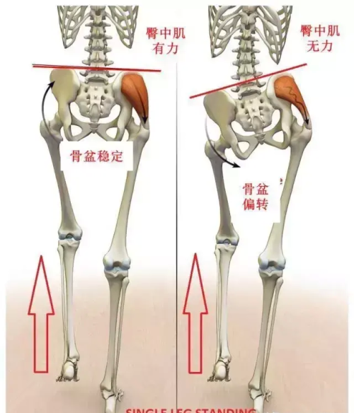 骨盆区域的肌肉(骨盆肌肉名称和作用)