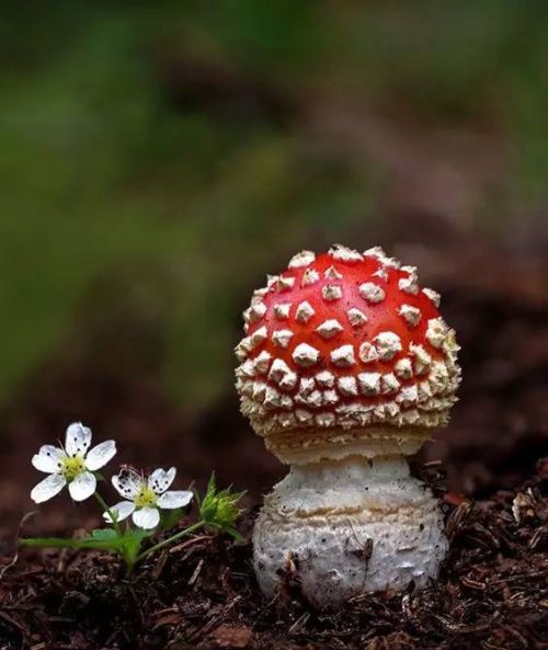 44张蘑菇照,多姿多彩什么意思(44张蘑菇照,多姿多彩照片)