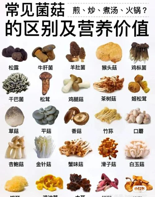 常见蘑菇的分类有哪些(常见蘑菇的分类图片)