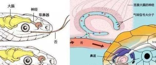 蛇为何吐舌头(蛇为什么吐舌头有声音)