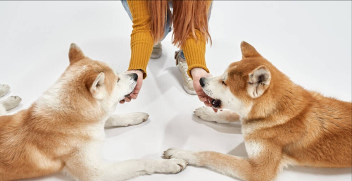 日本的柴犬和中国的土狗有什么区别(日本柴犬和中国土狗)