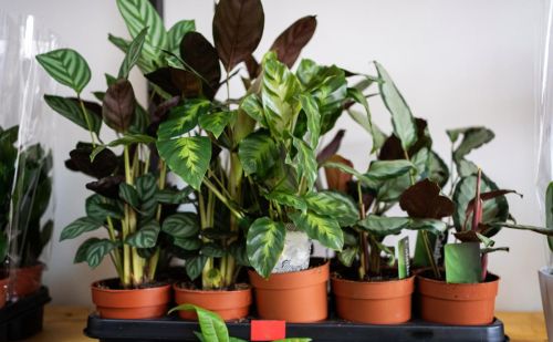 最适合室内种植的植物品种介绍(最适合室内种植的植物品种介绍怎么写)