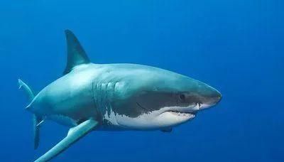 凶猛无比的鲨鱼为什么不吃温顺的海豚呢(为啥鲨鱼不吃海豚)