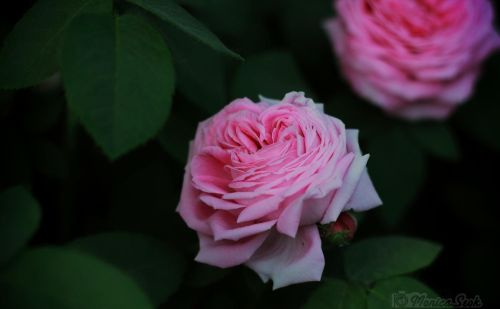 女神节送什么花给女生(女神节送什么花给女朋友比较好)