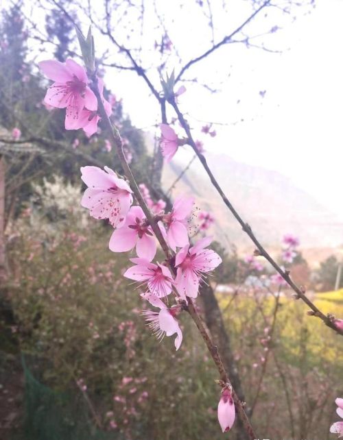 有哪些开在春天里的花朵(有哪些开在春天里的花图片)