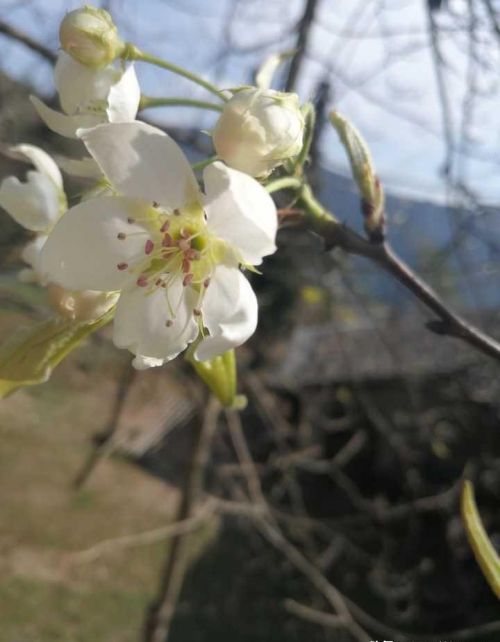 有哪些开在春天里的花朵(有哪些开在春天里的花图片)