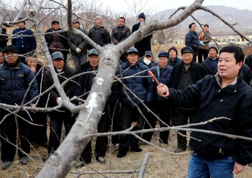 果树什么时候冬剪(果树冬季剪枝还是春季剪枝)