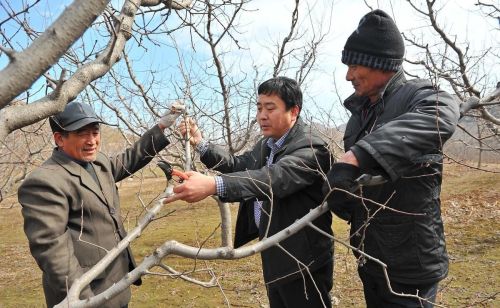 果树什么时候冬剪(果树冬季剪枝还是春季剪枝)