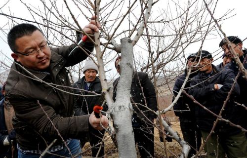 果树什么时候冬剪(果树冬季剪枝还是春季剪枝)