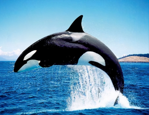 鲸鱼和鲨鱼的区别图片(鲸鱼和鲨鱼的区别 外观)