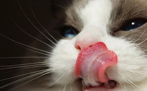 猫咪舌头有什么作用(猫舌头怎么办)