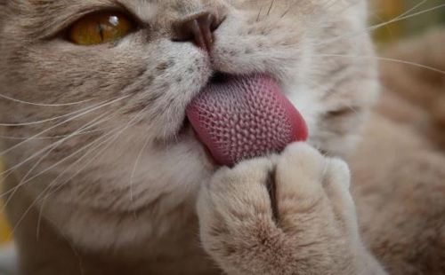 猫咪舌头有什么作用(猫舌头怎么办)