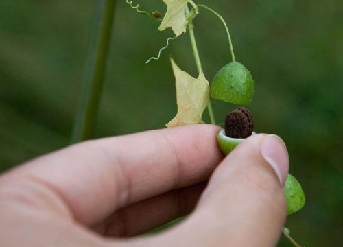 农村小孩爱玩的“盒子草”，大人不喜，却是治湿疹蛇伤的好药