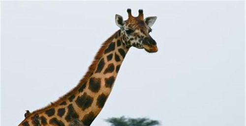 长颈鹿有什么特点和本领(长颈鹿有什么特点?为什么喜欢他?)