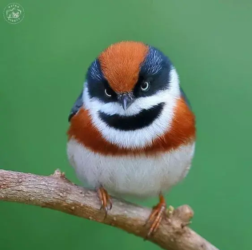 50种罕见的鸟(罕见的鸟类)