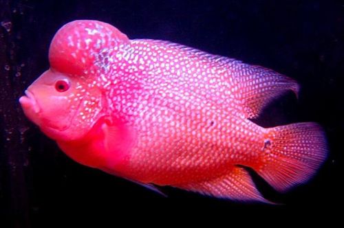 血红鹦鹉鱼养殖技巧(血红鹦鹉鱼是热带鱼吗)