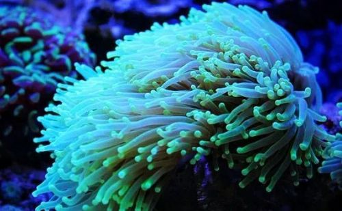 珊瑚礁是动物还是植物呢(珊瑚礁是动物还是植物?为什么?)