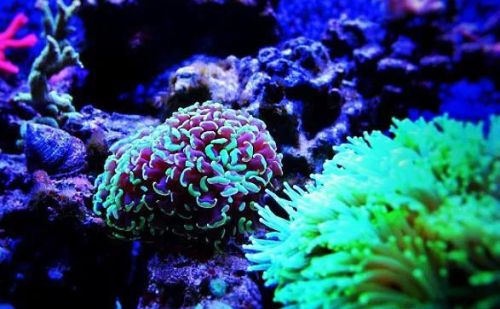 珊瑚礁是动物还是植物呢(珊瑚礁是动物还是植物?为什么?)