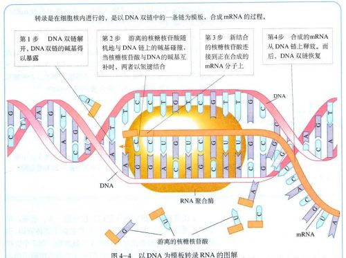 遗传信息的转录的过程(遗传信息转录的模板是什么)
