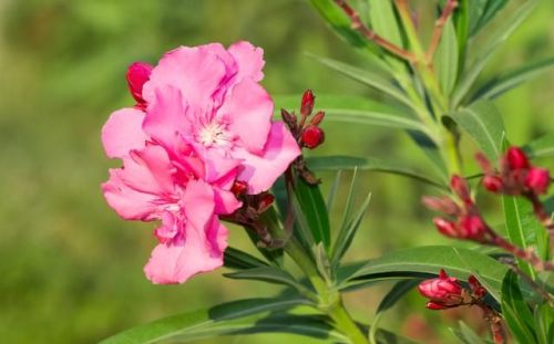 分享美图粉红花怎么弄(分享美图粉红花的文案)