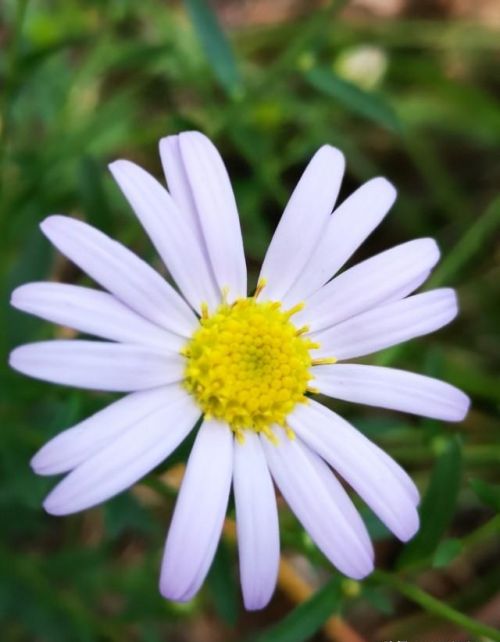 山菊花简介(山菊花的花语是什么)