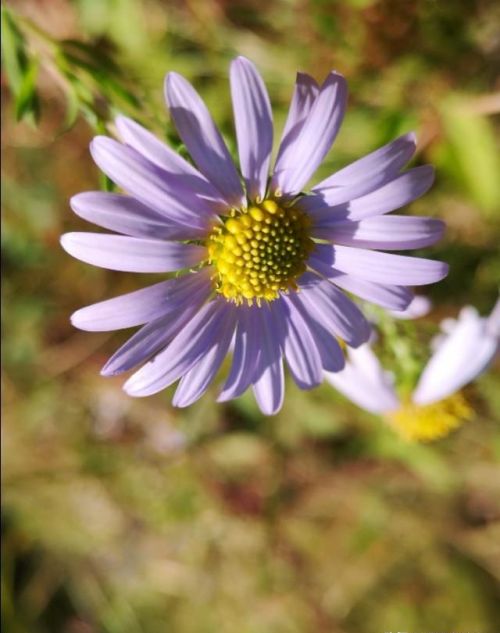 山菊花简介(山菊花的花语是什么)